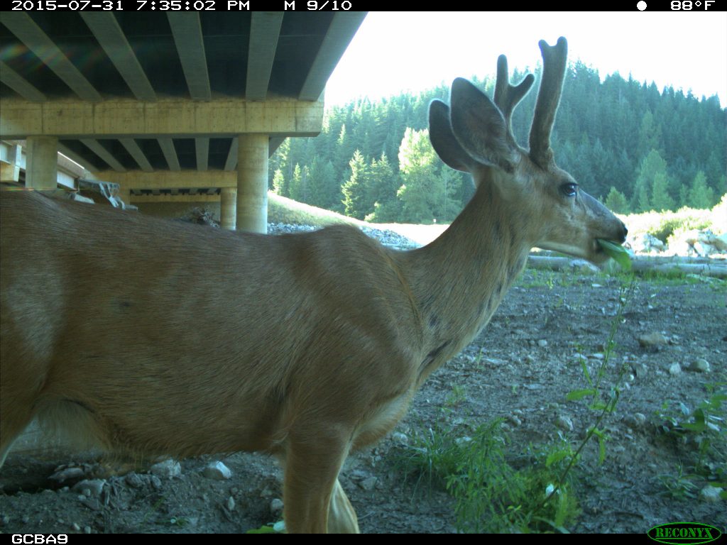 Monitoring I90 Wildlife Bridges Coalition